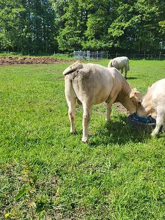 Jungbulle, Uckermärker Charolais - Bild 3