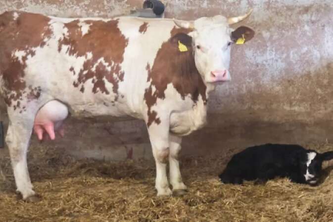 Hinterwälder Kuh mit Kalb, Kreuzung Hinterwälder x Galloway - Bild 1