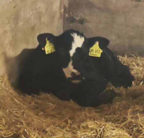 Hinterwälder Kuh mit Kalb, Kreuzung Hinterwälder x Galloway - Bild 3