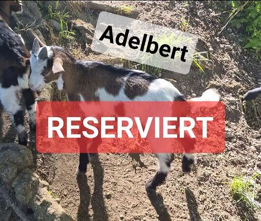 Tauernschecken Böcke - Bild 13