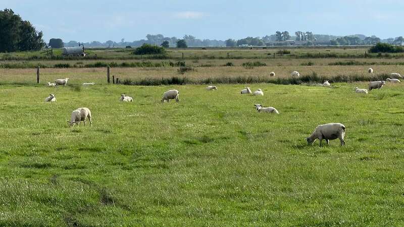 Texel Nachzucht Herde 100 Tiere - Bild 1