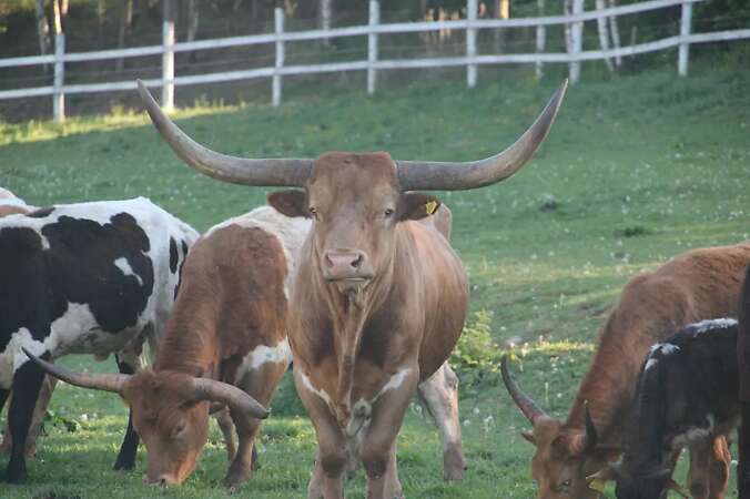 Texas Longhorn Familie zu verkaufen - Bild 1
