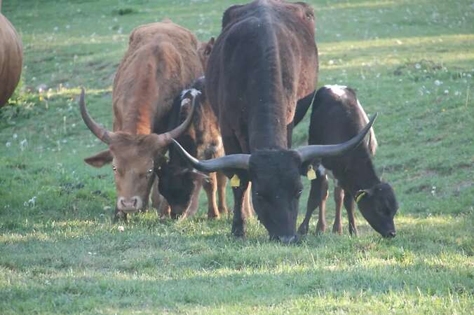 Texas Longhorn Familie zu verkaufen - Bild 2