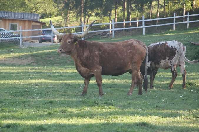 Texas Longhorn Familie zu verkaufen - Bild 3