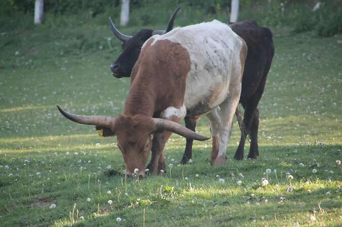 Texas Longhorn Familie zu verkaufen - Bild 4