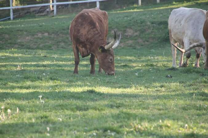 Texas Longhorn Familie zu verkaufen - Bild 5