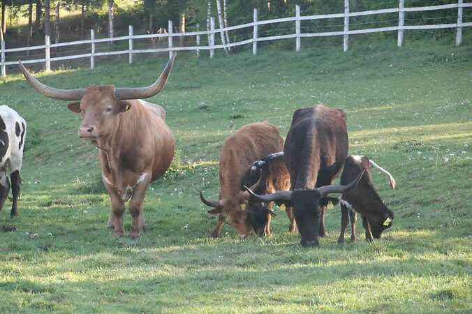 Texas Longhorn Familie zu verkaufen - Bild 6