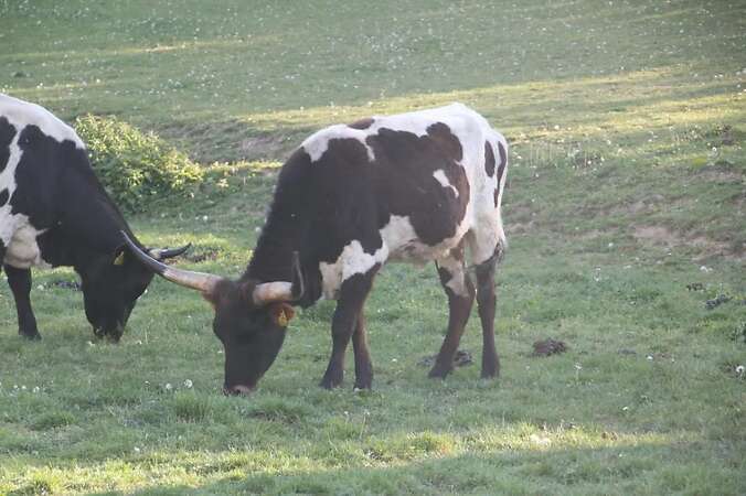 Texas Longhorn Familie zu verkaufen - Bild 7