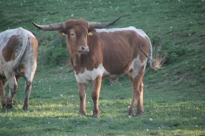 Texas Longhorn Familie zu verkaufen - Bild 8