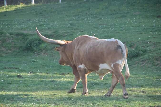 Texas Longhorn Familie zu verkaufen - Bild 9