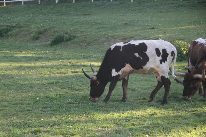 Texas Longhorn Familie zu verkaufen - Bild 10