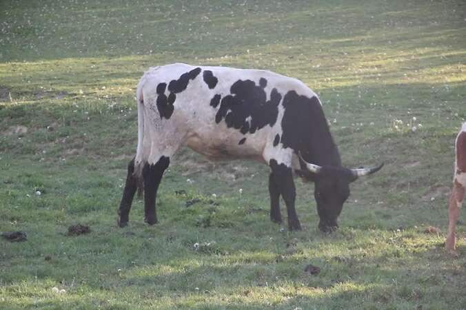 Texas Longhorn Familie zu verkaufen - Bild 11