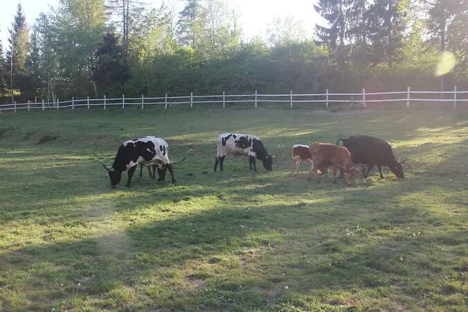 Texas Longhorn Familie zu verkaufen - Bild 12