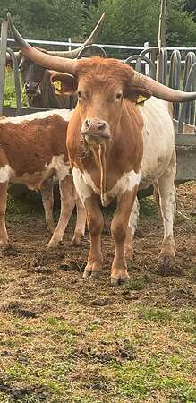 Texas Longhorn Familie zu verkaufen - Bild 13