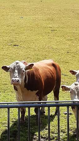 Hereford Bulle - Bild 1
