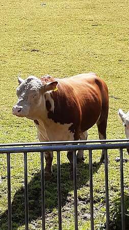 Hereford Bulle - Bild 2