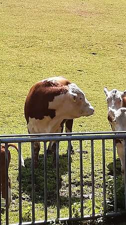 Hereford Bulle - Bild 3
