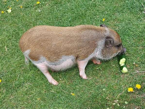 Mini Schwein