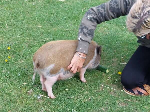 Mini Schwein - Bild 2