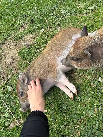 Mini Schwein - Bild 3