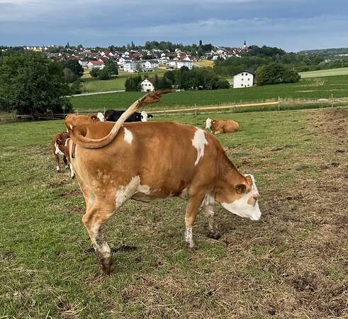 Fleckvieh- Weide-Deckbulle und Weiderinder zu verkaufen - Bild 5