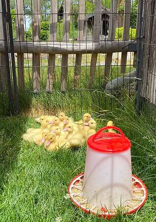Warzenenten/Stummenten/Flugenten Küken - Bild 2