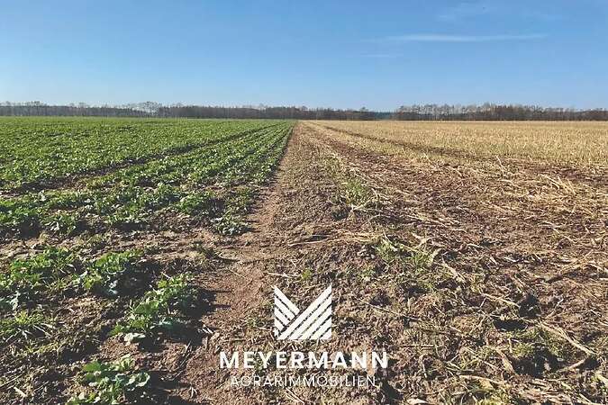 Ackerfläche gesucht - ca. 3-5 ha - Raum Esterwegen / Neubörger - Bild 1