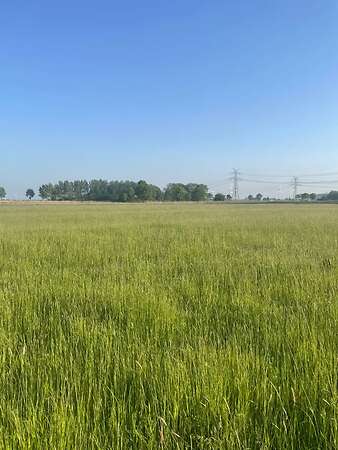 Heulage 2026 Pferde - Bild 4