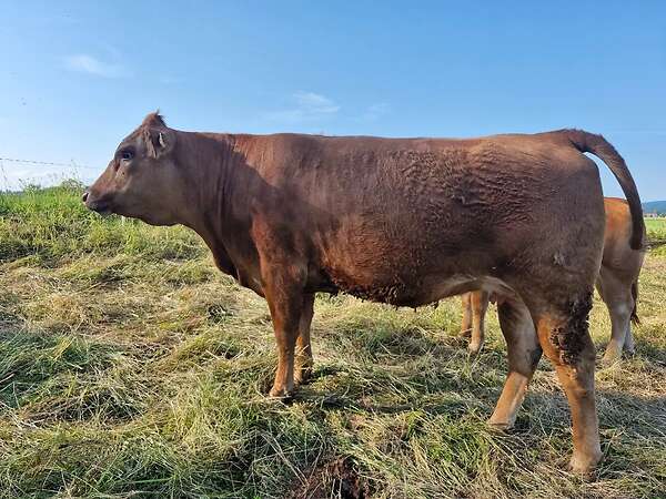 Tragendes Limousin Kreuzungsrind - Bild 1