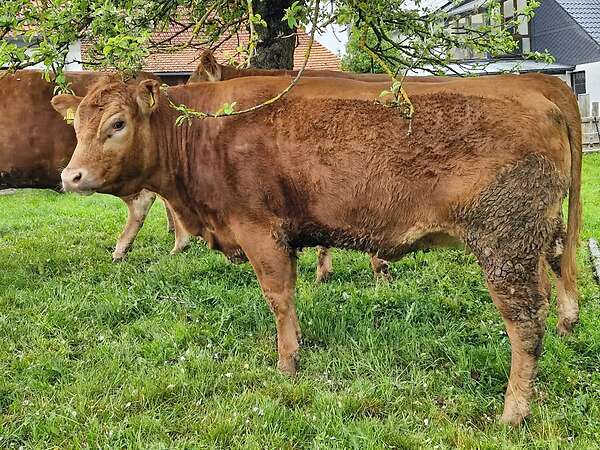 Tragendes Limousin Kreuzungsrind - Bild 2