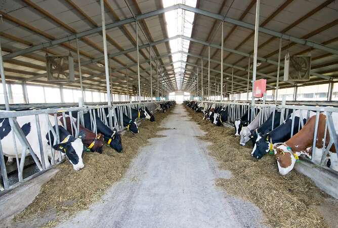 Leitender, mitarbeitender Herdenmanager in Niedersachsen (w/m/d) - Bild 1