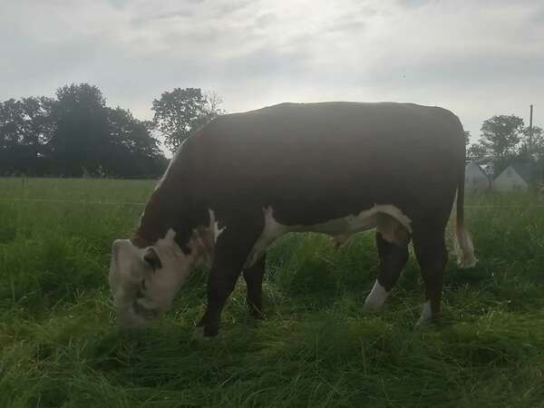Bulle Hereford - Bild 1