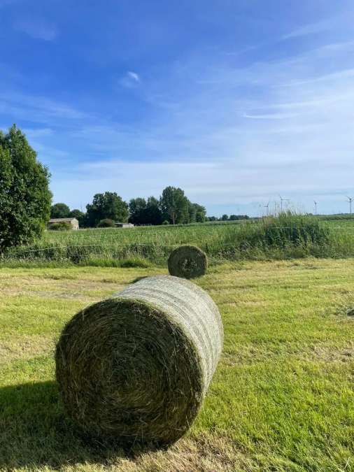 Heulage 2026 Pferde - Bild 6