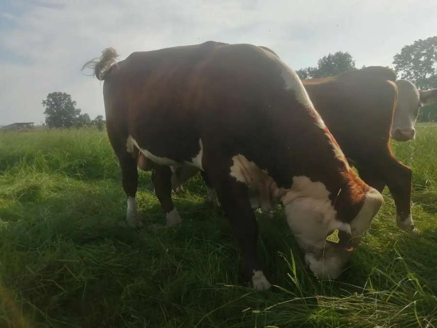 Bulle Hereford - Bild 2