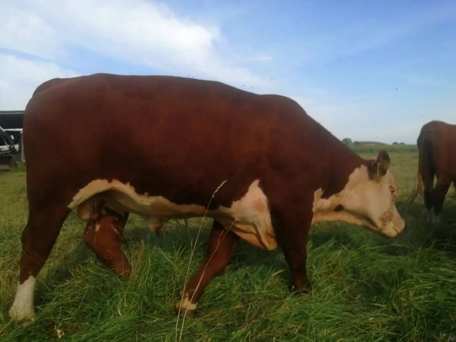Bulle Hereford - Bild 3