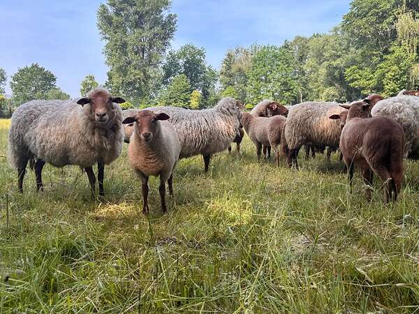 Coburger Fuchsschaf-Auenlämmer und Jährlingsauen abzugeben - Bild 1