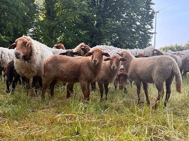 Coburger Fuchsschaf-Auenlämmer und Jährlingsauen abzugeben - Bild 2