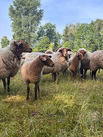 Coburger Fuchsschaf-Auenlämmer und Jährlingsauen abzugeben - Bild 3