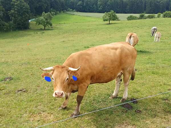 Limousin Mutterkuh