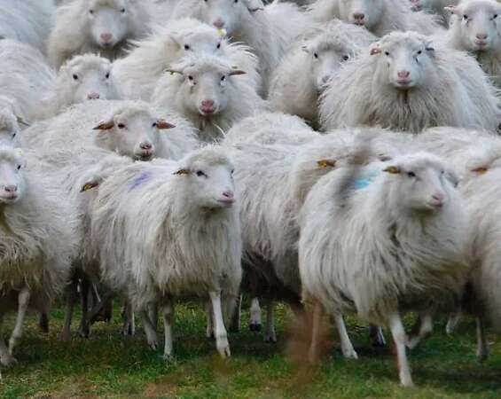 Suche Moorschnucken zum Aufbau einer Zucht - Bild 1