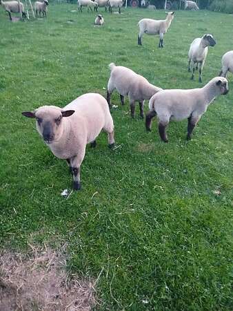 Sieben Bocklämmer zu verkaufen - Bild 2