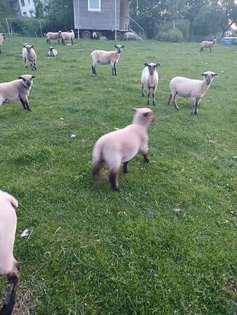 Sieben Bocklämmer zu verkaufen - Bild 3