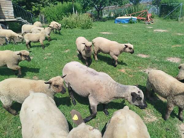 Sieben Bocklämmer zu verkaufen - Bild 4