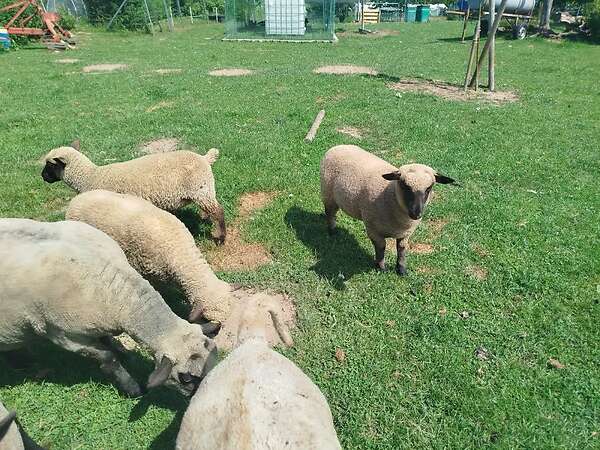 Sieben Bocklämmer zu verkaufen - Bild 5