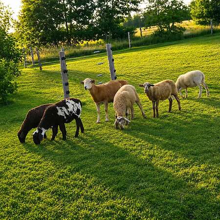 4 Haarschaf Bocklämmer abzugeben - Bild 1