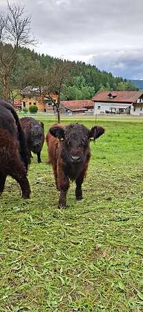 Galloway Bulle männlich Absetzer BIO Herdbuch