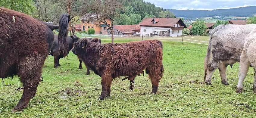 Galloway Bulle männlich Absetzer BIO Herdbuch - Bild 2