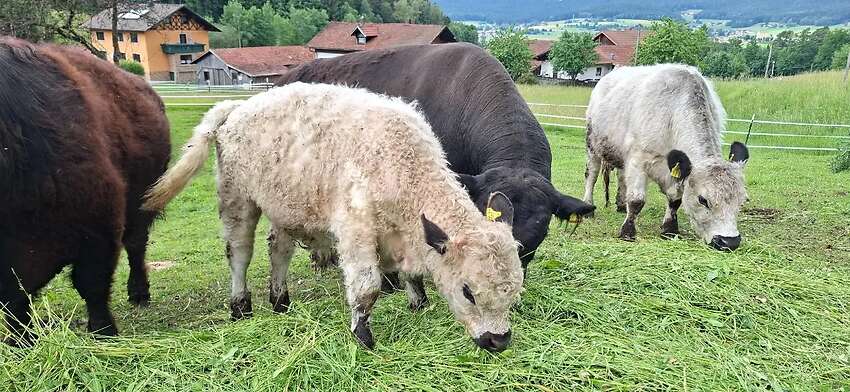 Galloway Bio Absetzer männlich weiß - Bild 1