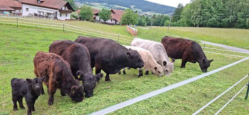Galloway Bio Absetzer männlich weiß - Bild 2
