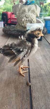 Paduaner Küken